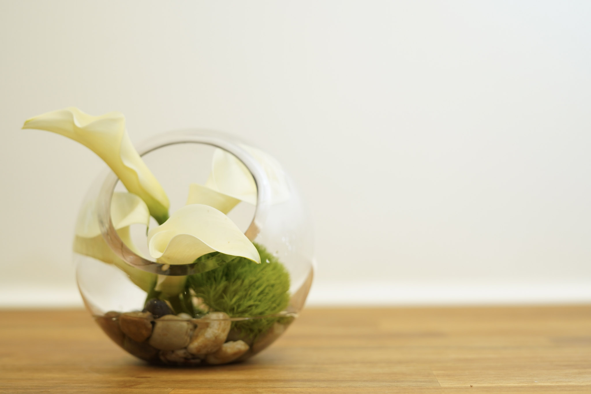 Arum Lily Flowers Arum Lily Landing Background Calla Lily