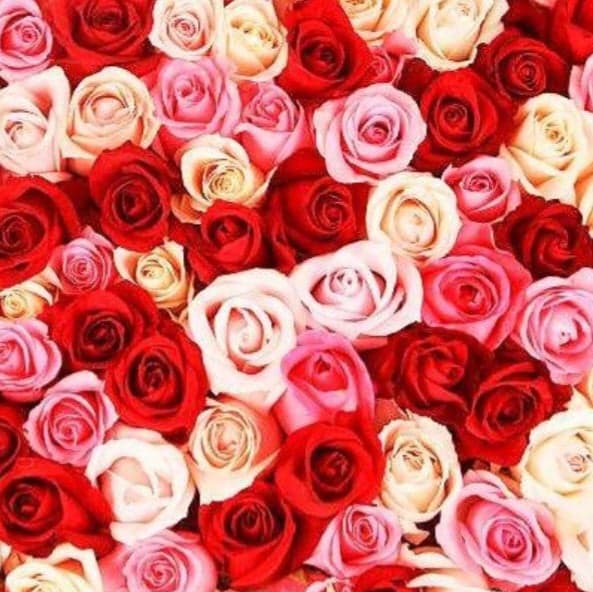 Extra Large 50 Rose Boquet